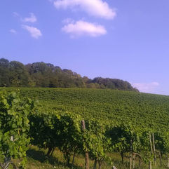 Parcelle de vignes