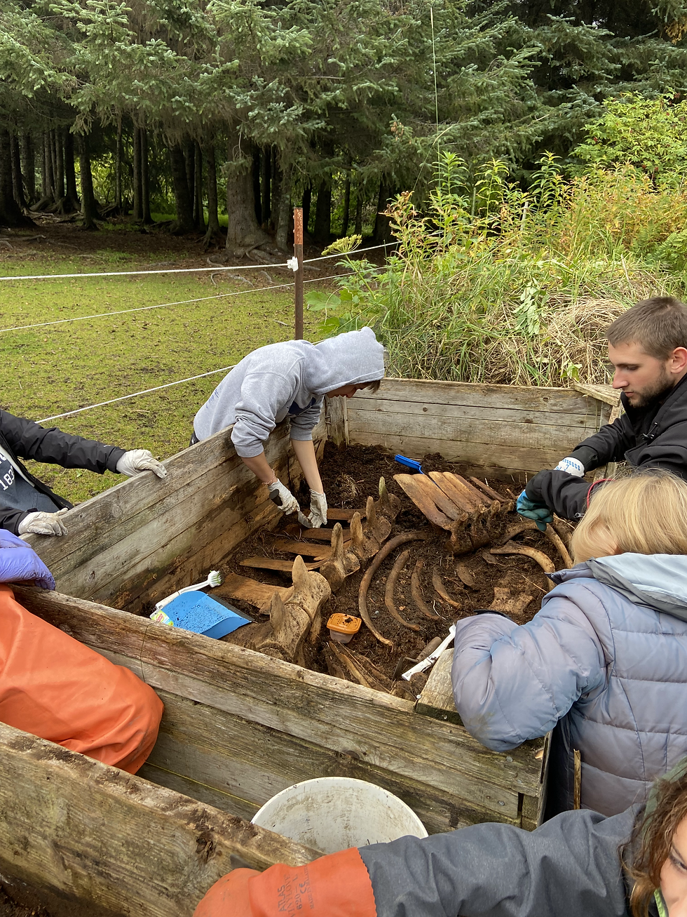 Stejneger's beaked whale excavation