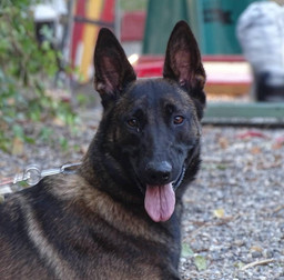 Malinois.jpeg