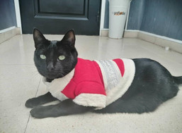 Desdentao Navideño.jpeg