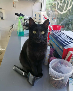 Desdentao de Veterinario.jpeg