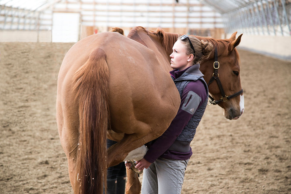 TRAVEL & NEWS Moore Equine Veterinary Centre Ltd.