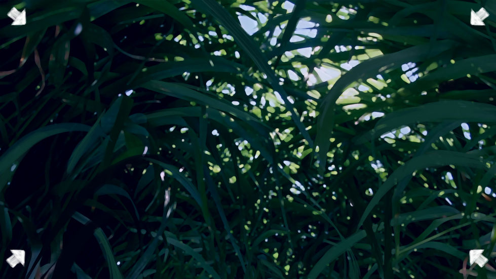 PLAN 02 feuilles.jpg