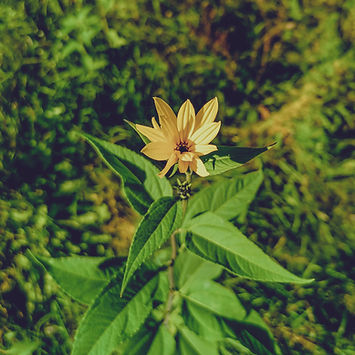 gelbe Blume