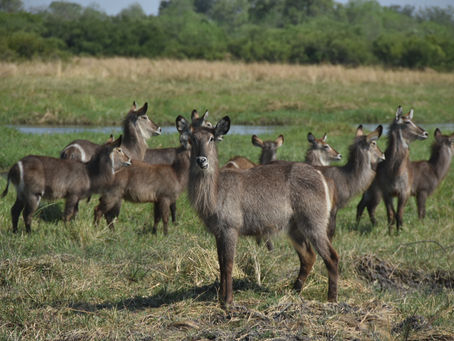 Linyanti-Trauma überwunden