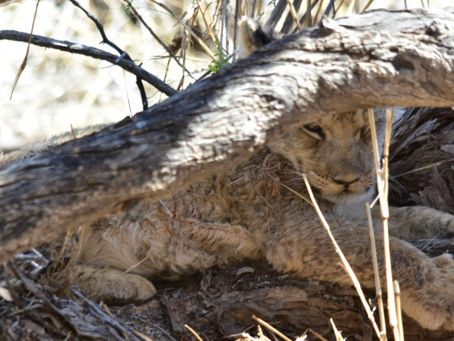Mit Umwegen in den Transfrontier