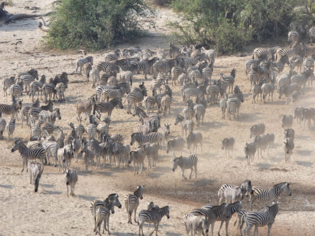 Boteti River ohne Wasser