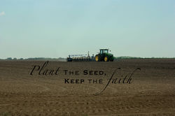 plant seed-