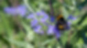 Bee.jpg