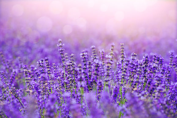 Sunset over a violet lavender field in Provence,Hokkaido.jpg