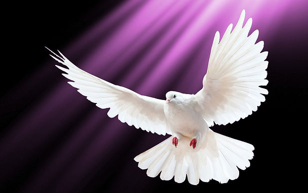 dove lilac BG 1.jpg