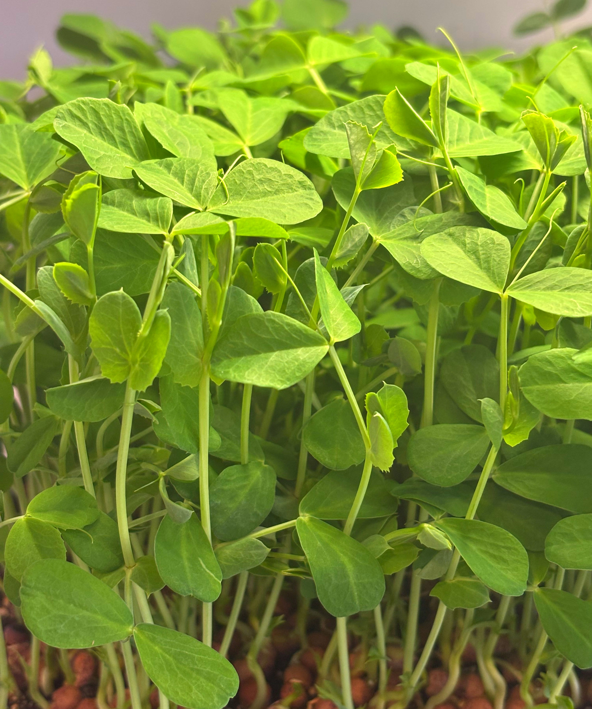 Sweet Pea Shoots Tray