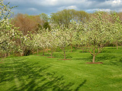 Cairn Orchard