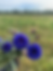 Cornflower