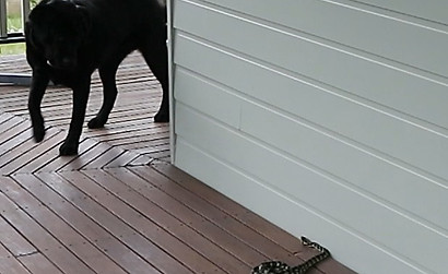 Dog Snake Avoidance Moonee Ponds