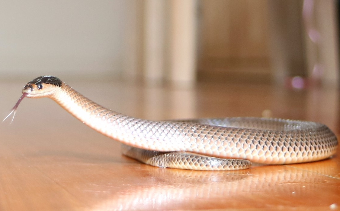 Reptile Shows Melbourne The Snake Hunter