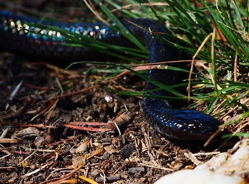 Eastern Small Eyed Snake