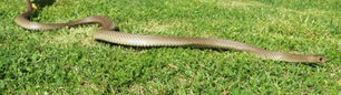 Canine Snake Avoidance