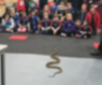 reptile show Diamond Creek