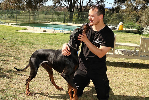 Canine Snake Avoidance