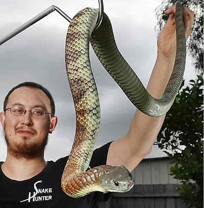 Snake Catcher Melbourne