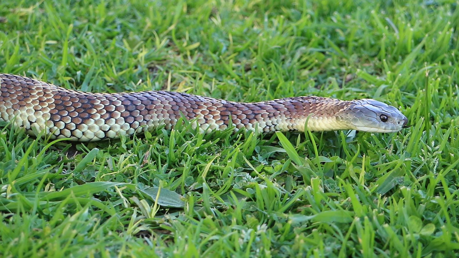 Eastern Tiger Snake The Snake Hunter