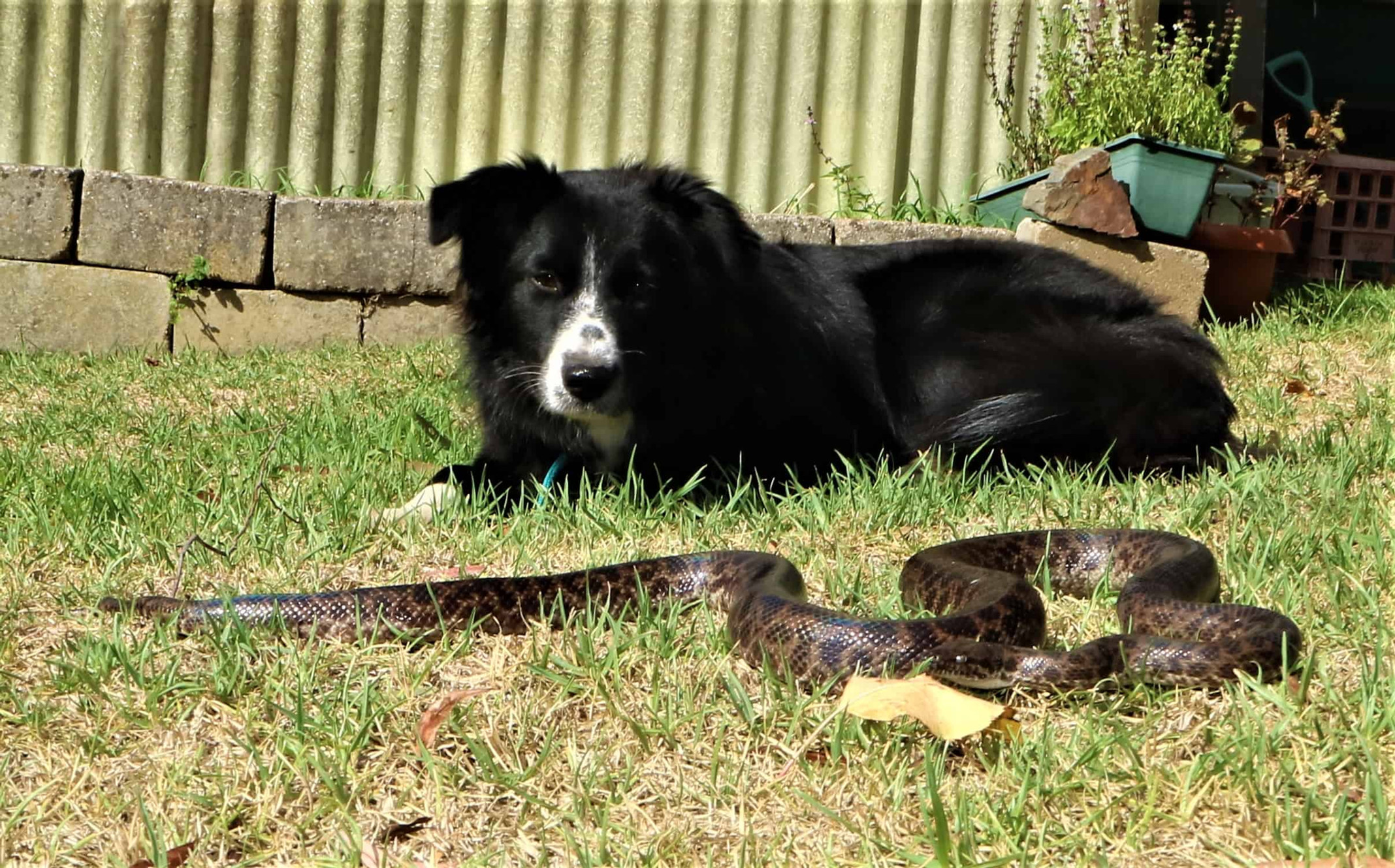 Teach Dogs To Avoid Snakes | Melbourne | Canine Snake Avoidance