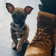 SNake venom for sale