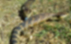 Adult Blue Tongues Lizards