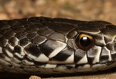 OHS snake safety policy