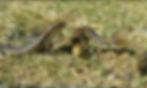 Blue Tongue Lizards