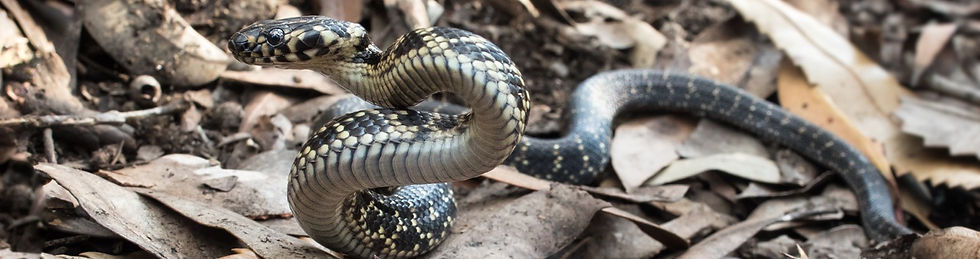 snake 2.jpg