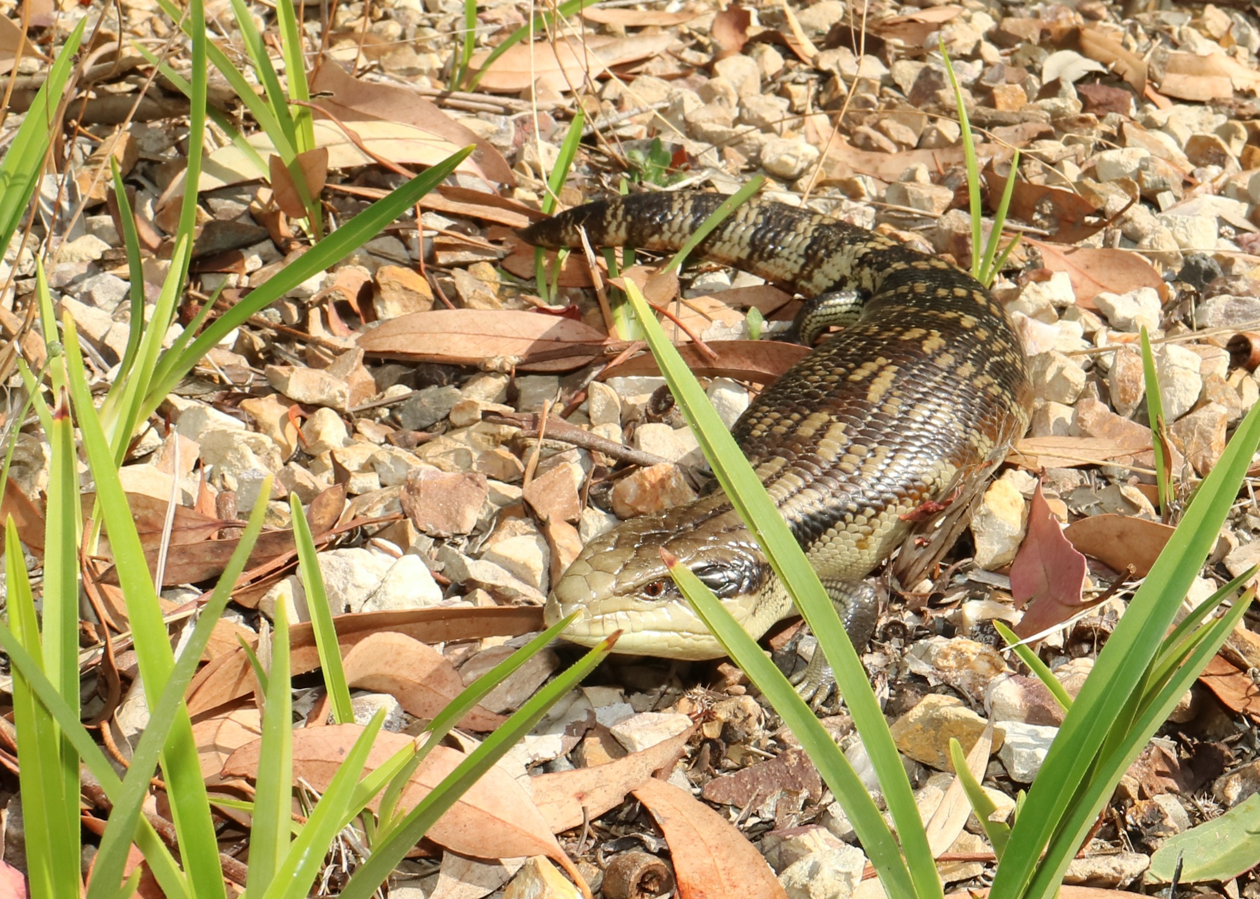 Reptile Shows Melbourne The Snake Hunter