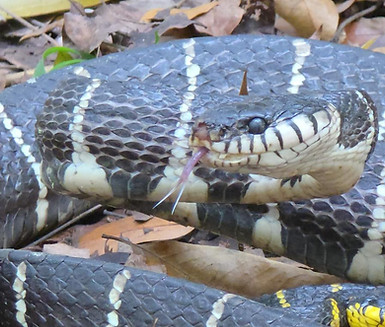 mangrove snake