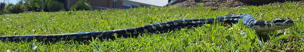 Jungle Python