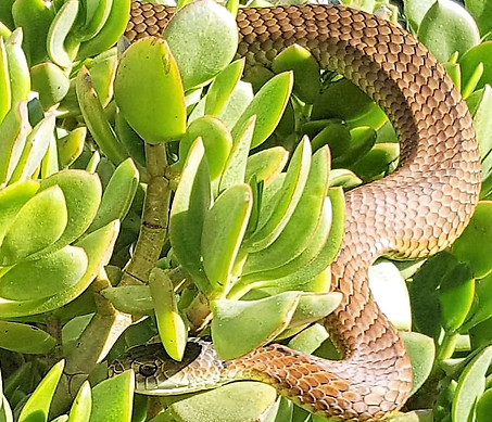 lowland copperhead snake