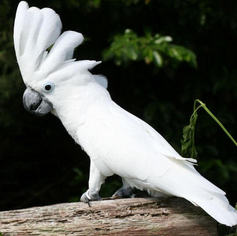 CACATUA BRANCA
