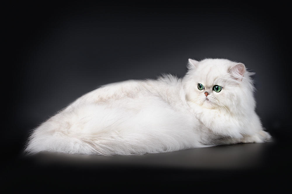 Персидская Шиншилла Кошка Фото
