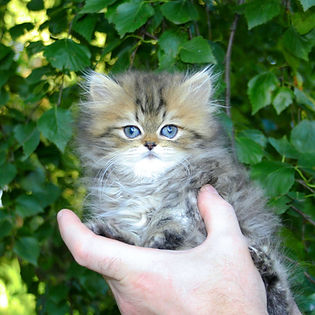 ЗОЛОТАЯ ПЕРСИДСКАЯ ШИНШИЛЛА _edited.jpg