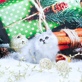 персидские котята_edited.jpg