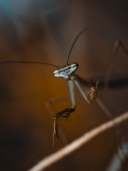 Chinese Mantis