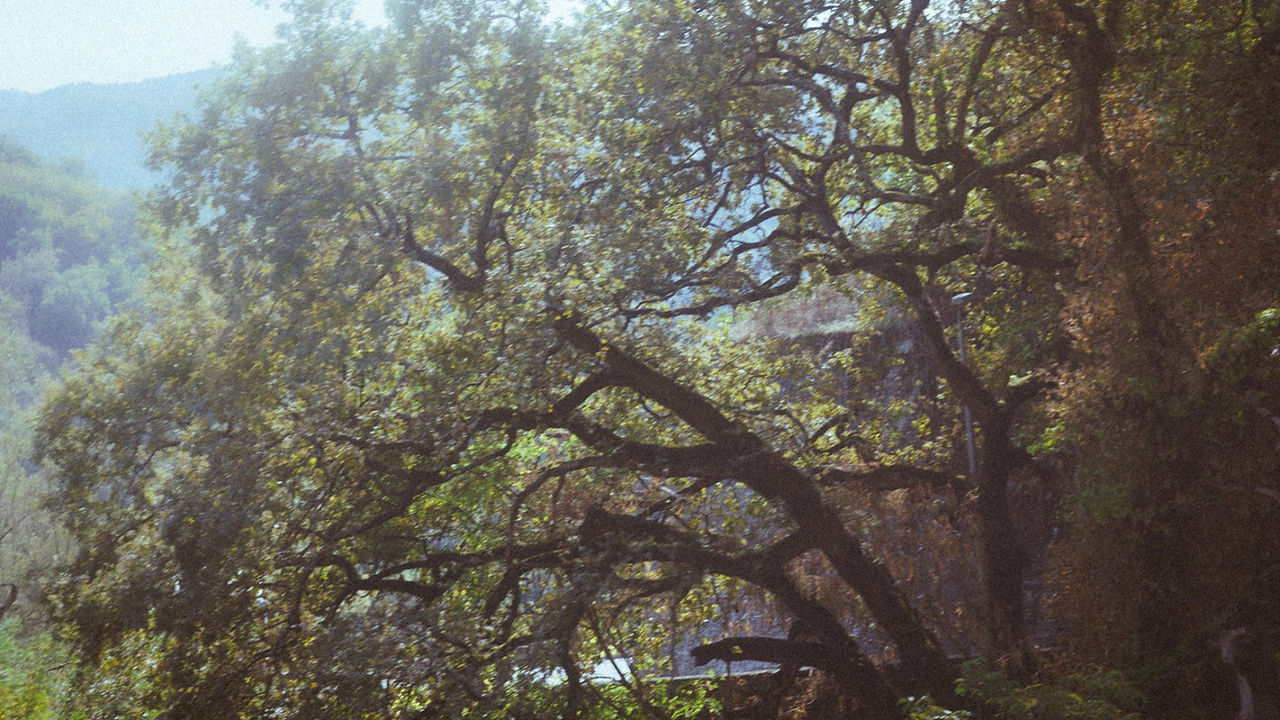 Albero verde con rami estesi, sullo sfondo montagne e natura. Drimage