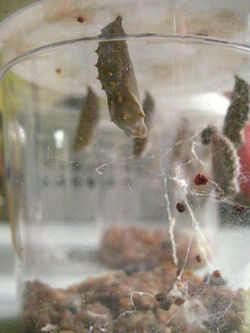 L'ajout de l'instit. !