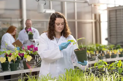 Scientist in lab coat examining potted plant in a research greenhouse setting.