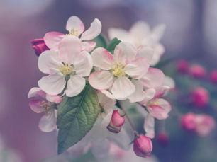 Landscaping Services: A Checklist for Twin Falls Homeowners