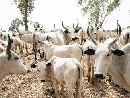 Nigeria-Agricultural Innovation: Importing Danish Cows