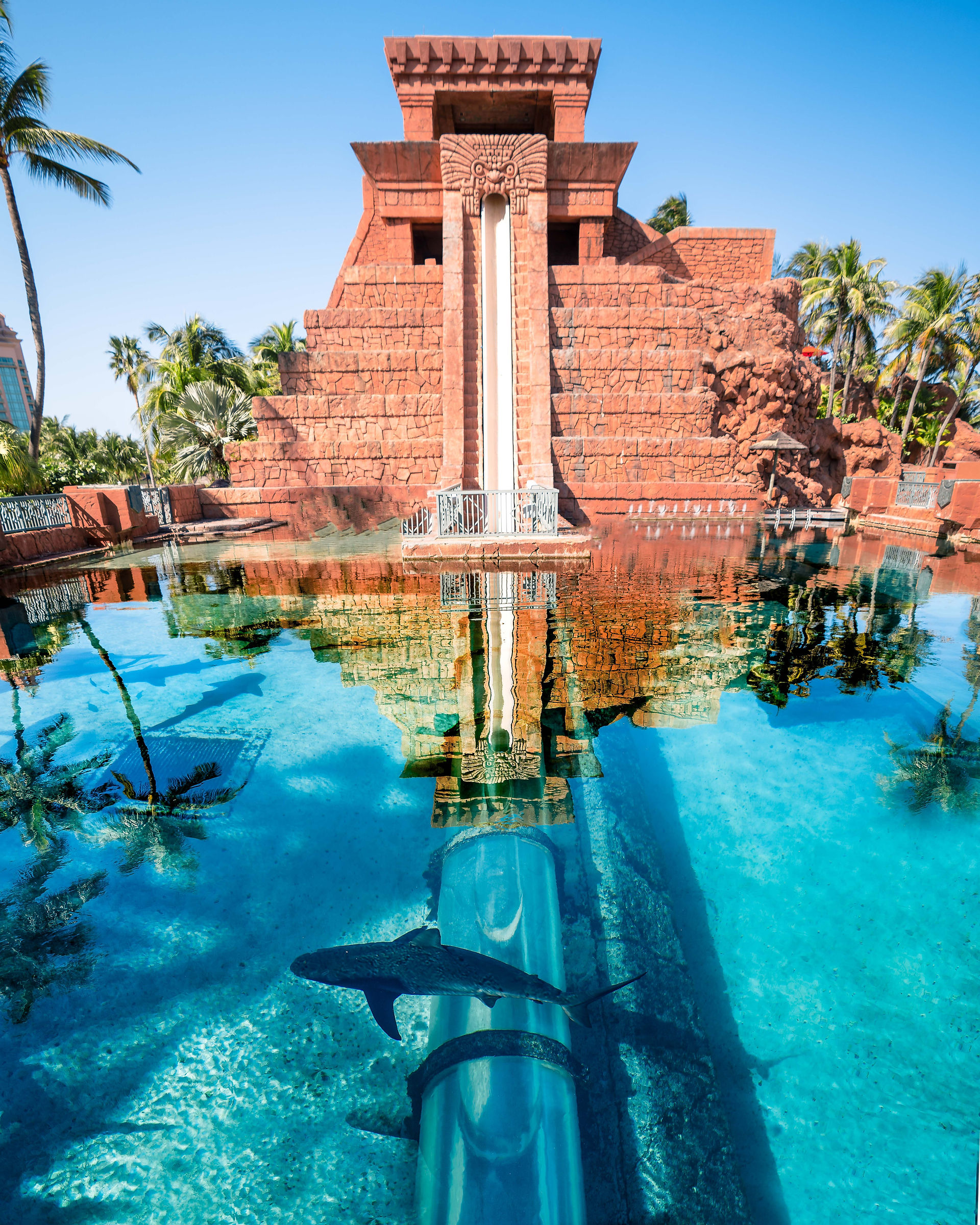 the leap of faith waterslide at the Atlantis Bahamas with underwater slide underneath a shark aquarium 