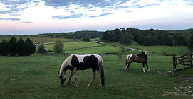 IMG_2201_edited_edited.jpg