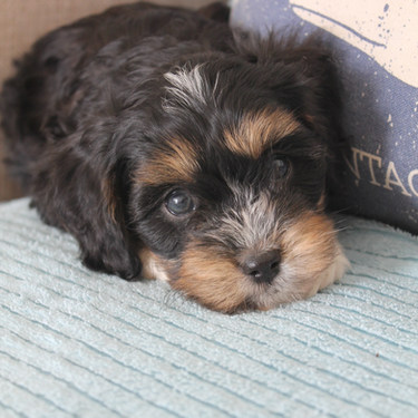 black cavoodle puppies