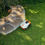 Прев'ю: Акумуляторна газонокосарка-робот STIHL iMOW 4 IA020111436